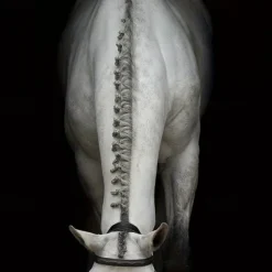 500 Extra Thick High-Elasticity Silicone Horse Tendons - Durable Mane & Tail Hair Bands for Horses, Black and White Horse Hair Tie-Down Accessories, Mane Securing Bands Flexible Horse Bands Highel