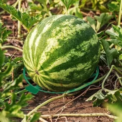 10 Pack Plant Melon Supports Cages Cradles Trellis for Watermelon, Cantaloupe, Pumpkins, Strawberries - Avoid Ground Rot - Reusable (Round Watermelon Support)