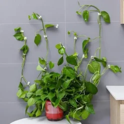 20 Pieces Invisible Wall Rattan Clamp Plant Climbing Wall Self-Adhesive Fixator Vine Buckle Hook Rattan Fixed Clip Bracket Plant Stent Support