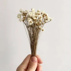 50 Stems Star Flower Blossom in White, Dried Flowers, Wedding Decor, Home Decor, Dried Flowers, Floral Arrangements, Wedding Flowers