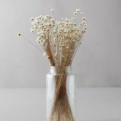 50 Stems Star Flower Blossom in White, Dried Flowers, Wedding Decor, Home Decor, Dried Flowers, Floral Arrangements, Wedding Flowers