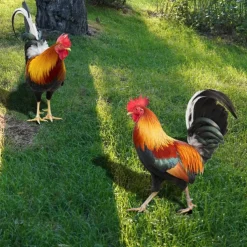 Acrylic 2D Lawn Stake Garden Chicken Stake Flat Decorative Panel Garden Decor Stakes Chicken Yards Art Decorative Lawn Sign Chicken Stake Sign Chicken Ornament Yard Ornament Outdoor