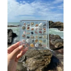 Acrylic Magnetic Seashell Display Box Premium Quality Stunning Showcase to Present and Protect Your Cherished Seashell Collection, Perfect for Home Decor or Gift Giving(Seashell Not Included)