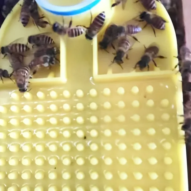 Anti-Drowning Bee Watering 1PCS Plastic Bee Watering Bottles, Bee Feeder, Compatible With 30mm Mineral Water Bottle, Anti-Drowning, Wide Bee Feeding Area