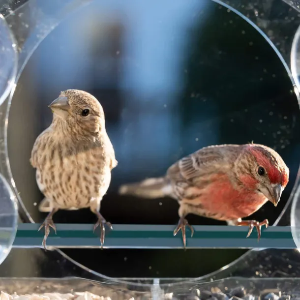 Bird Feeder for Outside - Clear Window Bird Feeders with Strong Suction Cups - Transparent Bird Feeder Window MoAunt Acrylic Bird House for Cat Window Perch