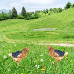 Chicken Saddles,Hen Saddle Sweater Clothes,Beautiful Wing Protector,Birds Protector for Back and Sides, Poultry Accessories for Hens, Blue