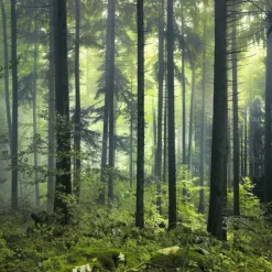 Cool Wallpapers Nature Wallpaper Wall Mural Forest Wall Covering Sticker Peel and Stick Removable PVC/Vinyl Material Self Adhesive/Adhesive Required Wall Decor for Living Room Kitchen Bathroom