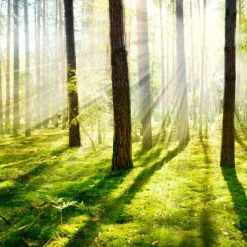 Cool Wallpapers Nature Wallpaper Wall Mural Forest Wall Covering Sticker Peel and Stick Removable PVC/Vinyl Material Self Adhesive/Adhesive Required Wall Decor for Living Room Kitchen Bathroom