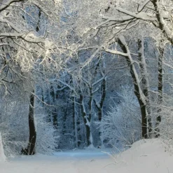 Cool Wallpapers Nature Wallpaper Wall Mural Black and White Peel And Stick Removable PVC/Vinyl Material Self Adhesive/Adhesive Required Wall Decor Wall Mural for Living Room Bedroom