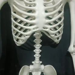 Full Body Skeleton with Movable Posable Joints, Realistic Plastic Bones Halloween Prop for Outdoor Haunted House Decorations