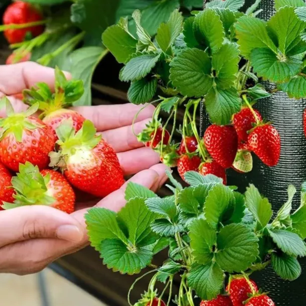 Hanging Strawberry Grow Bag, Strawberry Grow Bag With 8 Holes For Strawberry Tomato And Pepper Upside Down Tomato Grow Bag, Vegetable Grow Bag, Gardening Supplies