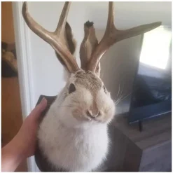 Jackalope Rabbit Wall Decor The Latest Legend of Antlers,Fake Rabbit Resin Art Wall Mount, Simulation Head Specimen Ornament