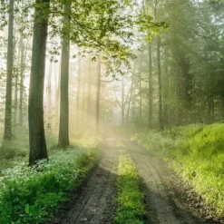 Landscape Wallpaper Mural Green Forest Wall Covering Sticker Peel and Stick Removable PVC/Vinyl Material Self Adhesive/Adhesive Required Wall Decor for Living Room Kitchen Bathroom