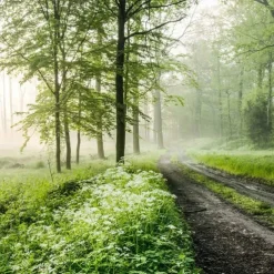 Landscape Wallpaper Mural Green Forest Wall Covering Sticker Peel and Stick Removable PVC/Vinyl Material Self Adhesive/Adhesive Required Wall Decor for Living Room Kitchen Bathroom