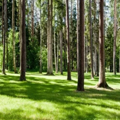 Landscape Wallpaper Mural Green Forest Wall Covering Sticker Peel and Stick Removable PVC/Vinyl Material Self Adhesive/Adhesive Required Wall Decor for Living Room Kitchen Bathroom