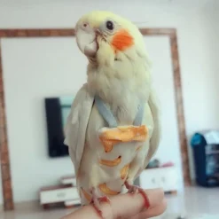 Parrot Diapers, Adjustable Flight Clothes, Diapers, Flight Suits