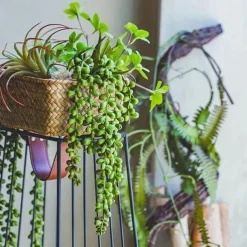 1pc Artificial Succulents Hanging Plants, Fake String Of Pearls Greenery Plants, For Wall Wedding Party Home Decor, Outdoor Garden Yard Decor, Indoor Outdoor Decor, Spring Summer Decor