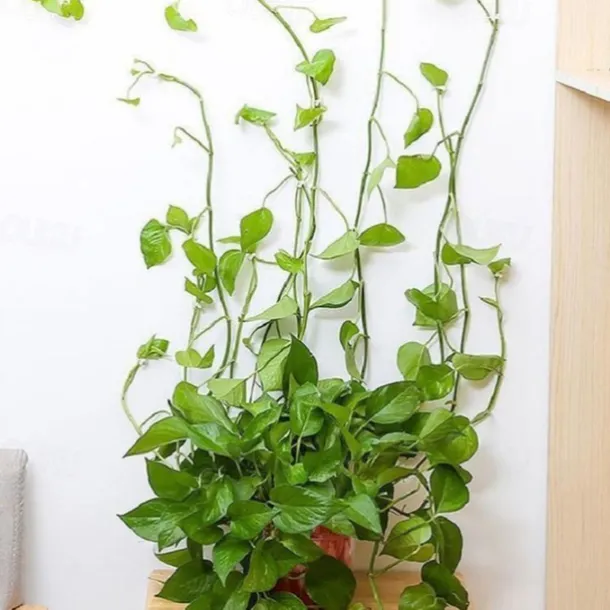 20pcs Plant Climbing Wall Fixture Clips, Vine Fixer Invisible Self-Adhesive Hook Plant Vine Traction Wall Vines Fixture Wall Sticky Hook Vines Fixing Clip Vines Holder