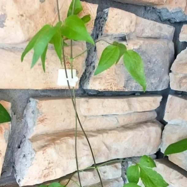 20pcs Plant Climbing Wall Fixture Clips, Vine Fixer Invisible Self-Adhesive Hook Plant Vine Traction Wall Vines Fixture Wall Sticky Hook Vines Fixing Clip Vines Holder