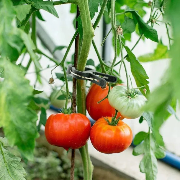 20pcs Plant Support Clips Flower and Vine Garden Tomato Plant Support Clips for Supporting Stems Vines Grow Upright Climbing