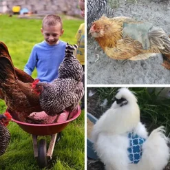 Pet Feather Protector Back Wing Protector Hen Saddle Apron Double Jacket