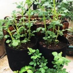 Plant Grow Bags Home Garden Potato Pot Greenhouse Vegetable Growing Bags Moisturizing Jardin Vertical Garden Bag Tools