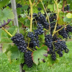 Polyester Pergola For Climbing Plants,5*15Ft Reusable DIY Net For Planting, Garden Supplies, Plant Support Structures