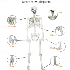 Poseable HALLOWEEN Life Size Decay Skeleton Human Prop Anatomy Quick Ship
