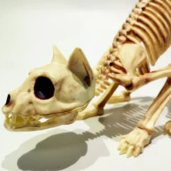 Scary Cat Skeleton Halloween Plastic Cat Skeleton Halloween Decoration Outdoor Halloween Decoration Beige