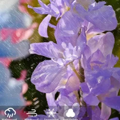 Solar Flowers Lights Outdoor Waterproof Violet Lights Flower Stake Waterproof Solar Flower Lights for Garden Corridor Yard Lawn Patio Pathway Balcony Pool Wedding Decorative