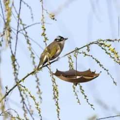 Umbrella-Shaped Bird Trough,Hanging Bird Feeder Tray for Outdoors Metal Bird Bath Pond or Drinker Metal Wild Bird Feeder for Outside Hanging Seed Platform
