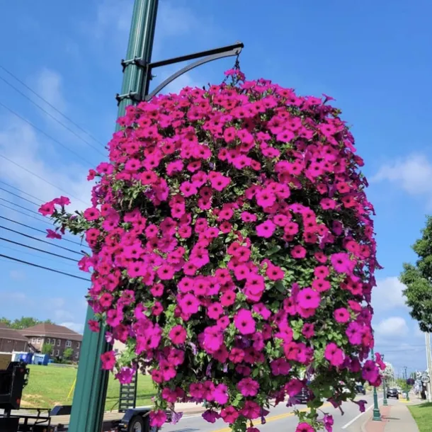 UV Simulation Artificial Morning Glory,Simulation Artificial Flower Bouquet - Fade Resistant Outdoor Flowers,Fake Petunias,Realistic Hanging Plants Flowers Vines Garden Yard Decoration